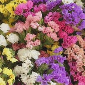 May include: A vibrant assortment of dried flowers in various colors. The image showcases a mix of yellow, white, pink, purple, and red blooms. The flowers have a delicate, textured appearance, perfect for crafting or decorative purposes.