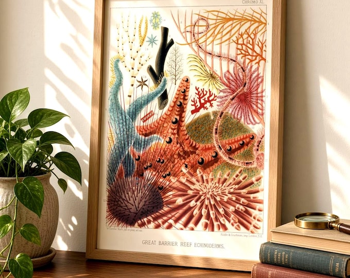 Great Barrier Reef Poster | Vintage Naturposter Meer | Historische Meeres Illustration | Korallen Wandbild Maritime Wanddeko