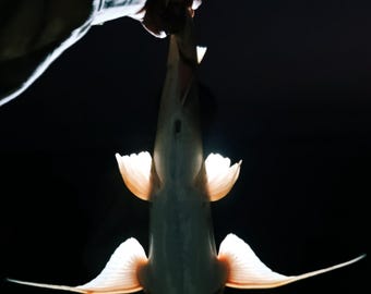 Glowing Fish Photography Print – Dramatic Silhouette Art (Digital Download)