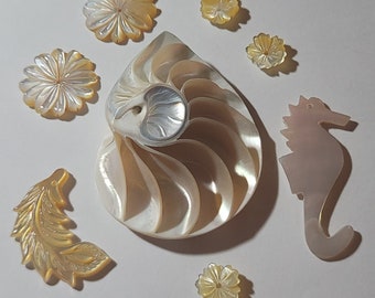 Special Nautilus and shell collection