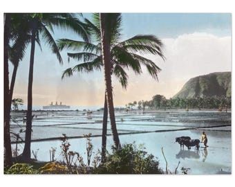 Mattes Poster in Museumsqualität - Java, Kaiserin von Großbritannien mit Reisfeldern und Palmen - Handkoloriertes Original, um 1900