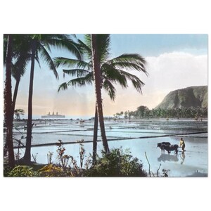 Peut inclure: Photographie vintage d'un paysage tropical avec des palmiers, des rizières et un navire au loin. Une personne guide deux buffles d'eau à travers les champs inondés. Le ciel est un mélange de bleu et de jaune.