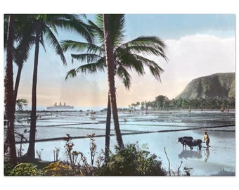 Aluminiumdruck - Java, Kaiserin von Großbritannien am Horizont mit Reisfeldern und Palmen im Vordergrund - Handkoloriertes Original, c.1900s