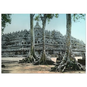 Può includere: Fotografia del tempio di Borobudur in Indonesia, un grande tempio buddista. Il tempio è fatto di pietra grigia e ha molti livelli. Tre grandi alberi con radici esposte sono in primo piano, con un cielo blu sullo sfondo.