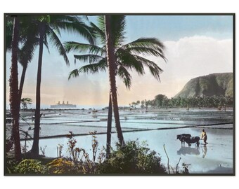 Mattes Papier-Metallgerahmtes Poster in Museumsqualität - Java, Kaiserin von Großbritannien Reisfelder Palmen - Handkoloriertes Original, c.1900s