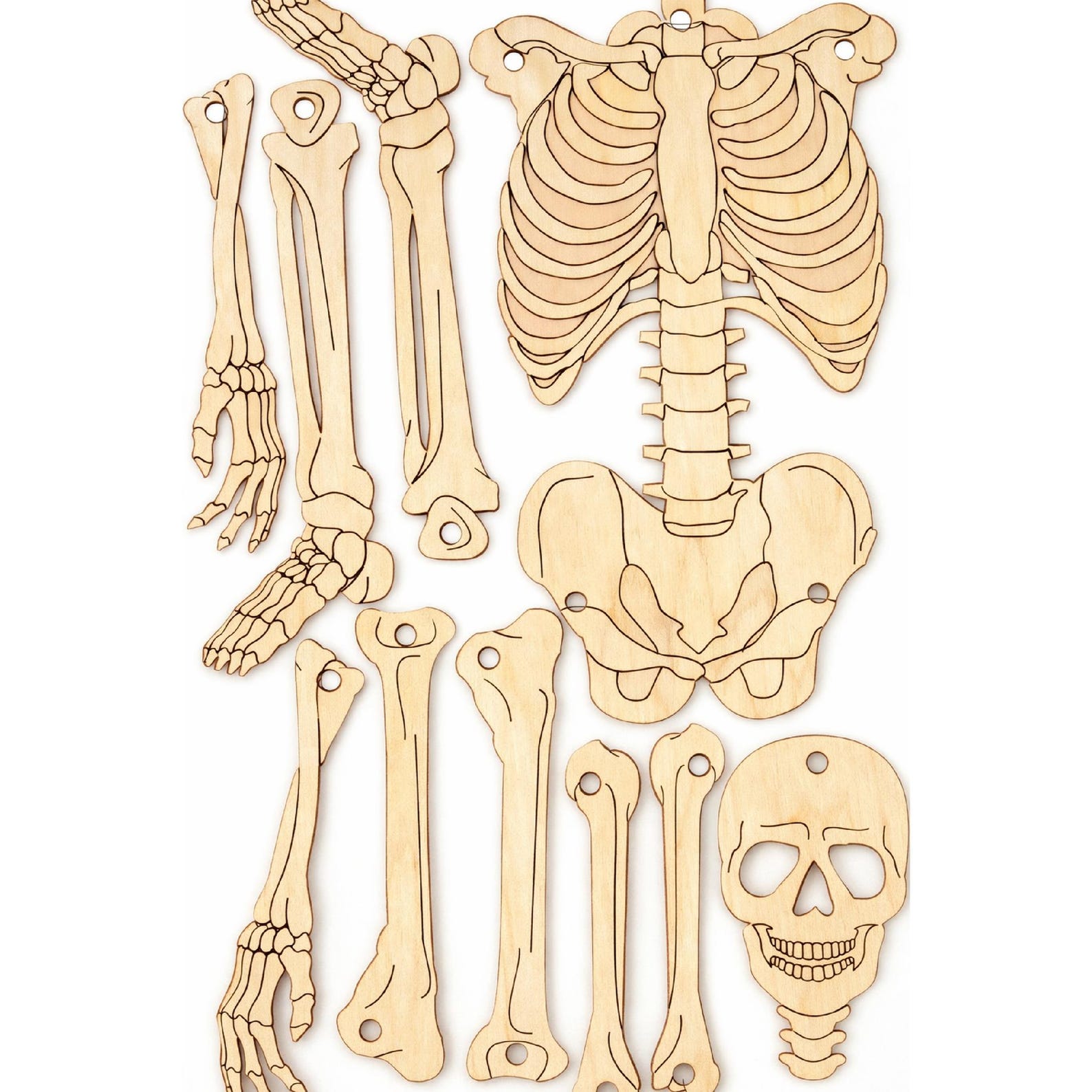 Human Skeleton SVG DXF PDF Laser Cut Files | 3mm Cnc Cut Template ...