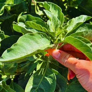 Ashwagandha-rot | Withania Somnifera | Torkade örter | Örtte | Örtprodukter | Ört i lösvikt | Örtmedicin bild 6