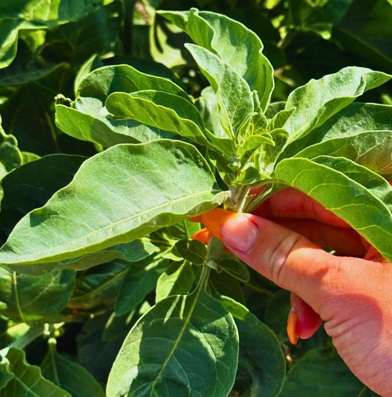 Ashwagandha-rot | Withania Somnifera | Torkade örter | Örtte | Örtprodukter | Ört i lösvikt | Örtmedicin bild 6