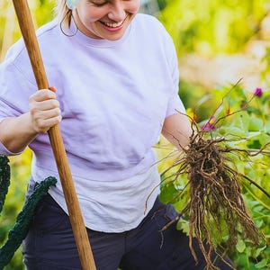 Ashwagandha-rot | Withania Somnifera | Torkade örter | Örtte | Örtprodukter | Ört i lösvikt | Örtmedicin bild 4