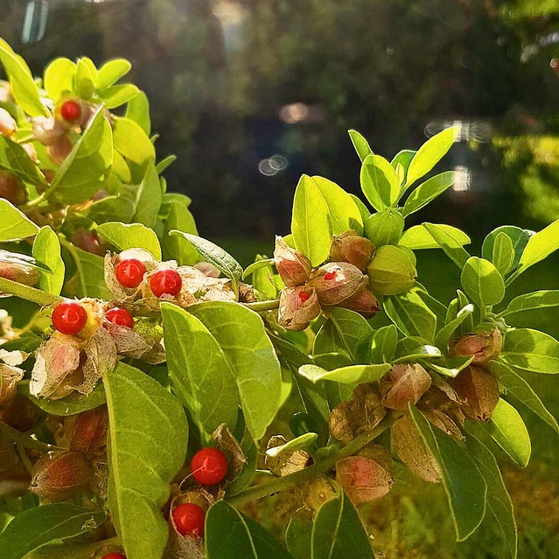 Ashwagandha-rot | Withania Somnifera | Torkade örter | Örtte | Örtprodukter | Ört i lösvikt | Örtmedicin bild 3
