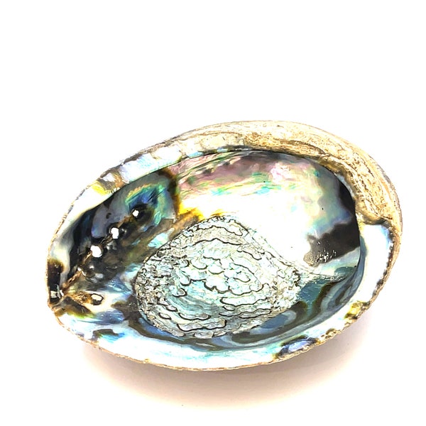 Abalone Shell smudging bowl, healing stone, cleaning, alter stone, gemstone, gemstone bowl, incent holder, sage bowl, shell, gemstone store