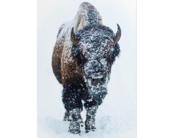 Bison in Snow Giclée Poster – Nature Wall Art Poster