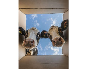Cows in Box Poster, Playful Farm Animal Wall Art