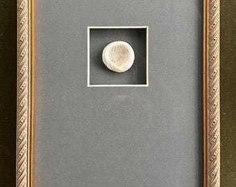 Charleston - "Cockle Shell I & II" -  Pressed Shells in Clay, Custom Framed
