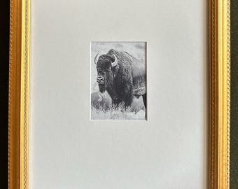 Yellowstone - Bison - Black & White Photography, Custom Framed