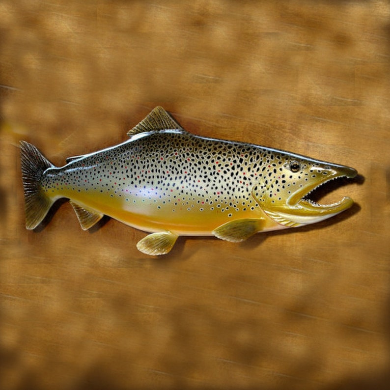 peche truite 33