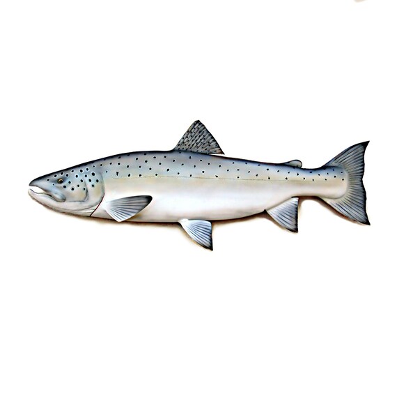 salmon fish
