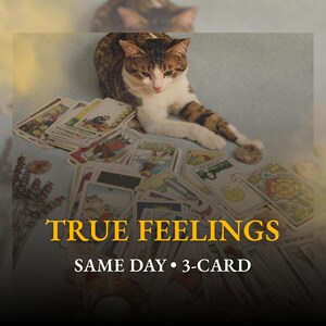 Puede incluir: Un gato atigrado descansa cerca de una colección de cartas del tarot. Las cartas están extendidas, con varias ilustraciones visibles. El texto "TRUE FEELINGS" se muestra en dorado, con "SAME DAY • 3-CARD" debajo.
