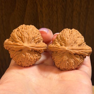 May include: Two whole walnuts with deeply textured, light brown, woody shells. Each nut features a prominent, sharp central ridge running horizontally across its circumference, showcasing a complex, wrinkled, and organic surface pattern.