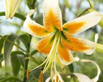 Lady Alice Lily Bulbs Pack