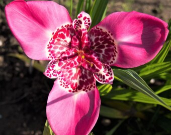 Roze Tigridia-bollen