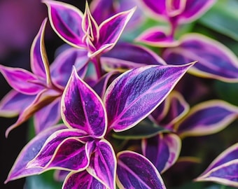 Silver Star Tradescantia Cuttings