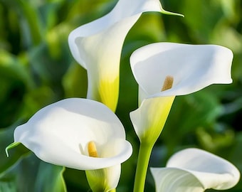 Bulbi di calla "Black Eyed Lady"