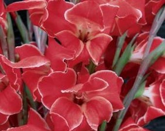 Rostov Parrot Gladiolus Flower Bulbs