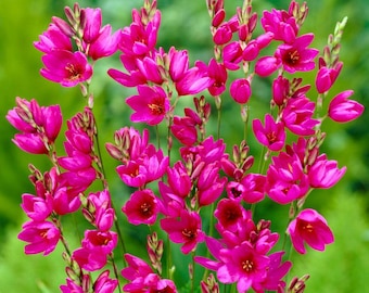 Ixia Mabel Glühlampen
