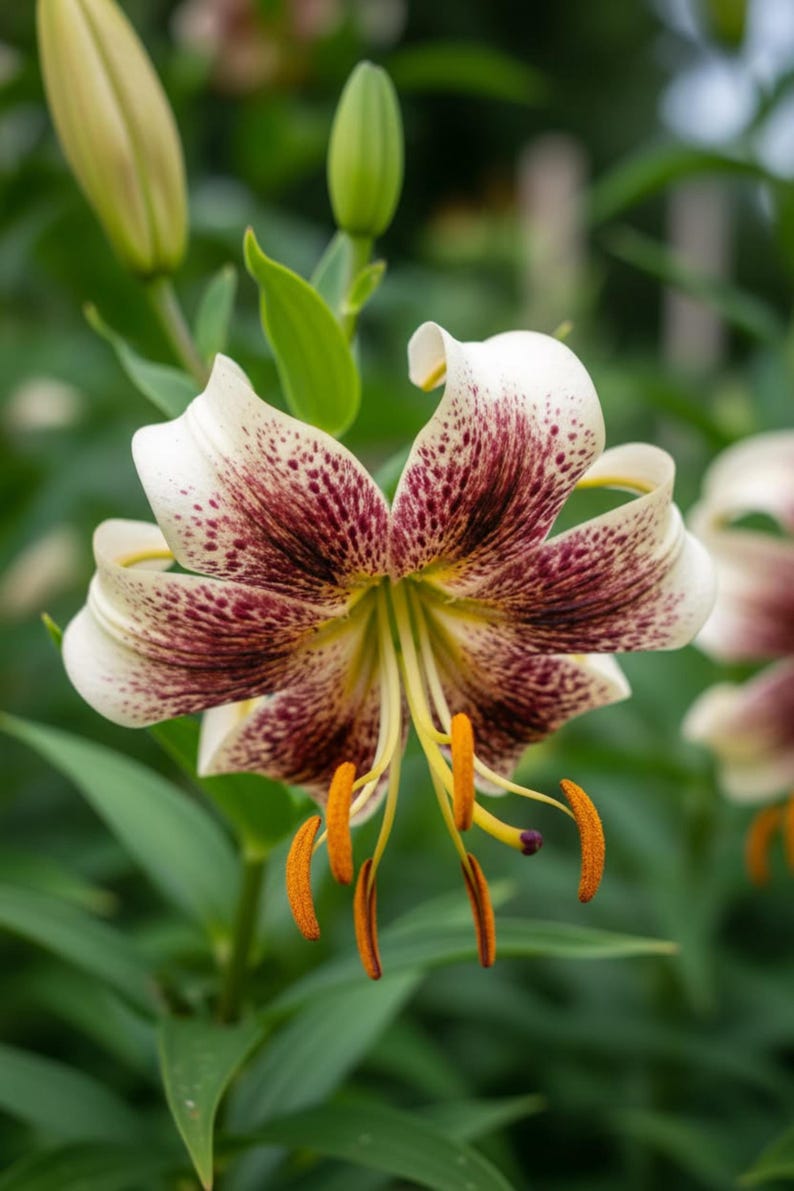 Lady Alice Lily Bulbs Pack - Etsy