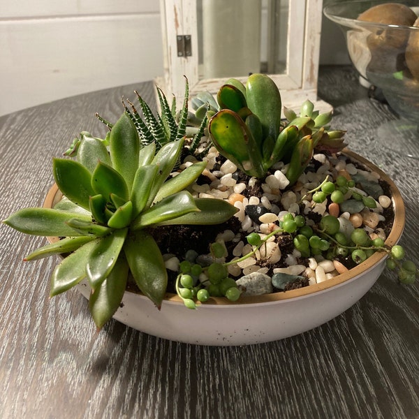 Dish succulent planter, Jade and echeveria, zebra plant, string of pearls, hens-n-chicks, rock garden, Mother's Day, hens and chicks,