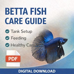 Może przedstawiać: Grafika do pobrania cyfrowego z tekstem "BETTA FISH CARE GUIDE" i niebiesko-czarną rybą bojownikiem. Przewodnik zawiera informacje na temat zakładania akwarium, karmienia i zdrowej pielęgnacji. Ikona PDF jest również obecna.