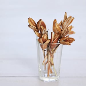 May include: A clear glass tumbler filled with dried, tan-colored seed pods. The pods have a textured, layered appearance and are arranged in a small bouquet. The glass sits on a white wooden surface.