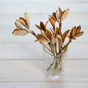 Op de afbeelding: Een kleine, heldere glazen vaas bevat een verzameling gedroogde, bruinachtige zaaddozen. De zaaddozen hebben een textuur en zijn zo gerangschikt dat ze een natuurlijke, decoratieve weergave creëren. De vaas staat op een wit houten oppervlak.