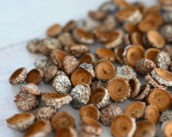 Rustic Eucalyptus Pod Caps: Floral Decor, Silver Bell Botanical Craft Supply