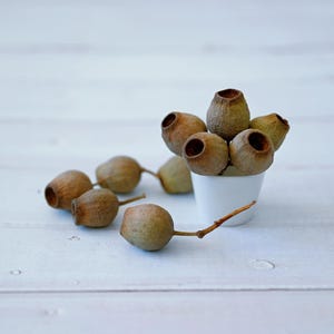 Gedroogde eucalyptuszaaddozen: rode gomnoten, rustiek bloemendecor, Wabi Sabi-stijl