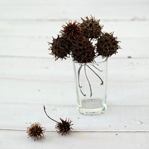 以下が含まれることがあります： 茶色いトゲのある種子の鞘の小さなブーケが入った透明なガラス。白い木の表面には、さらに2つの鞘があります。鞘は星のような形をしており、濃い茶色をしています。