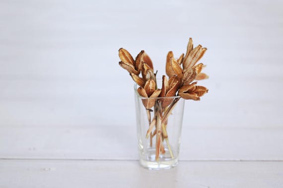 Dried Iris Pods with short stems: Natural Floral Decor, Craft Supply, Wabi Sabi Style