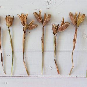 Dried Iris Pods with Stems: Natural Floral Decor, Rustic Craft Supply, Wabi Sabi Style image 7