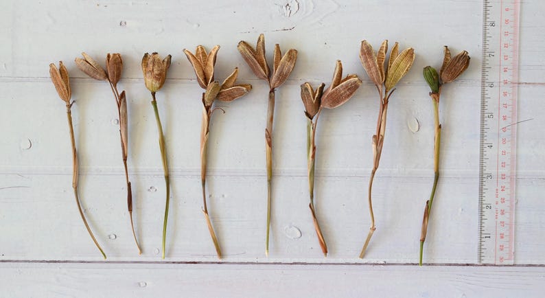 Dried Iris Pods with Stems: Natural Floral Decor, Rustic Craft Supply, Wabi Sabi Style image 7
