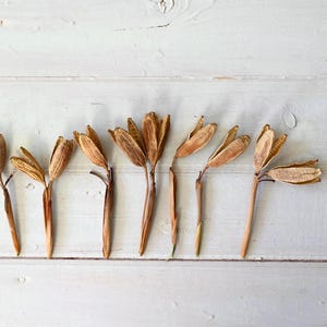 May include: Dried seed pods with brown stems and beige seed heads are arranged on a white wooden surface. A clear ruler with red markings is on the right. A small white card with the letter "D" is on the left.