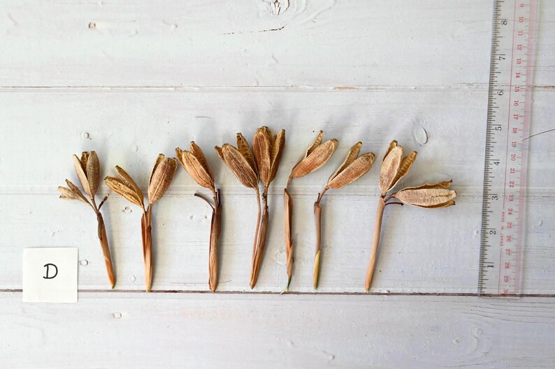 May include: Dried seed pods with brown stems and beige seed heads are arranged on a white wooden surface. A clear ruler with red markings is on the right. A small white card with the letter "D" is on the left.