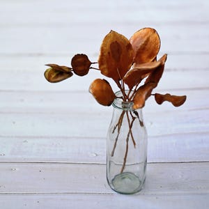 Getrocknete Jacaranda-Samenkapseln mit Stielen, natürliche Samenkapseln zum Basteln, getrocknetes Blumendekor, Floristenzubehör, botanisches Kunstdekor, Vasenfüller