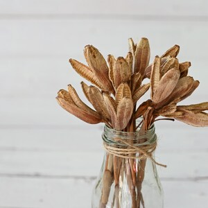Dried Iris Pods with Stems: Natural Floral Decor, Rustic Craft Supply, Wabi Sabi Style image 3