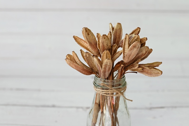Dried Iris Pods with Stems: Natural Floral Decor, Rustic Craft Supply, Wabi Sabi Style image 3