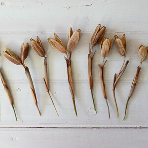 May include: Overhead shot of dried seed pods with brown and tan hues, arranged on a white wooden surface. A ruler with inch measurements is positioned to the right. A small white square with the letter "F" is in the lower left.