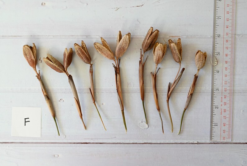 May include: Overhead shot of dried seed pods with brown and tan hues, arranged on a white wooden surface. A ruler with inch measurements is positioned to the right. A small white square with the letter "F" is in the lower left.