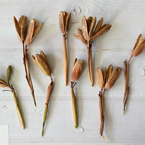May include: Dried seed pods with brown and tan hues are arranged on a white wooden surface. A clear ruler with red markings is positioned on the right side. A small white card with the letter "J" is in the lower left corner.