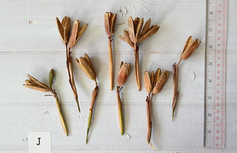 May include: Dried seed pods with brown and tan hues are arranged on a white wooden surface. A clear ruler with red markings is positioned on the right side. A small white card with the letter "J" is in the lower left corner.