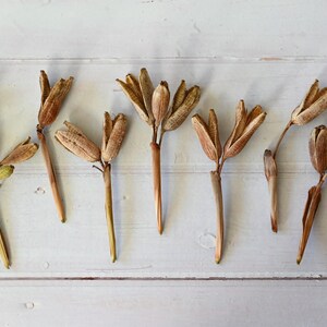May include: Dried seed pods with brown and tan hues are arranged on a white wooden surface. A ruler with inch markings is visible on the right. A white label with the letter "M" is in the lower left corner.